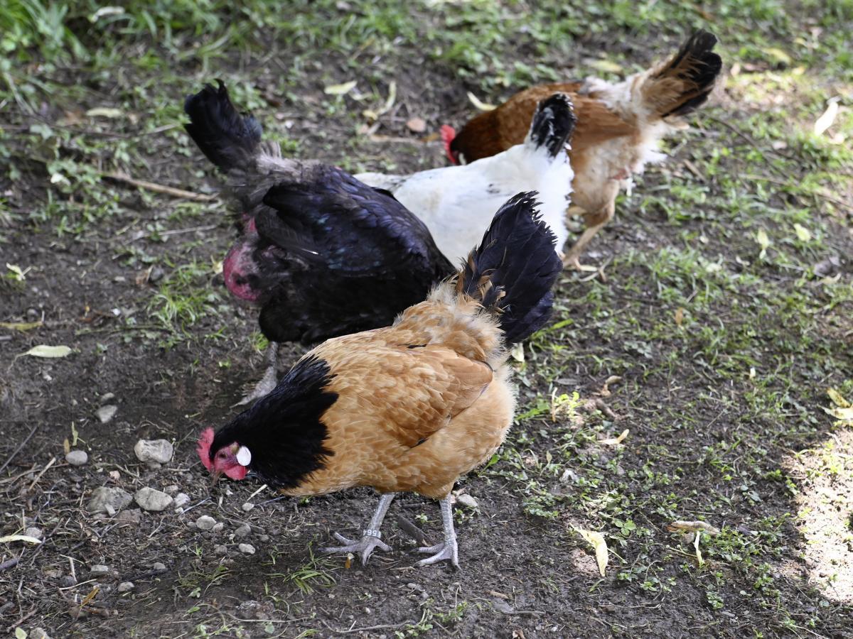 Hühner am Ausblickhof